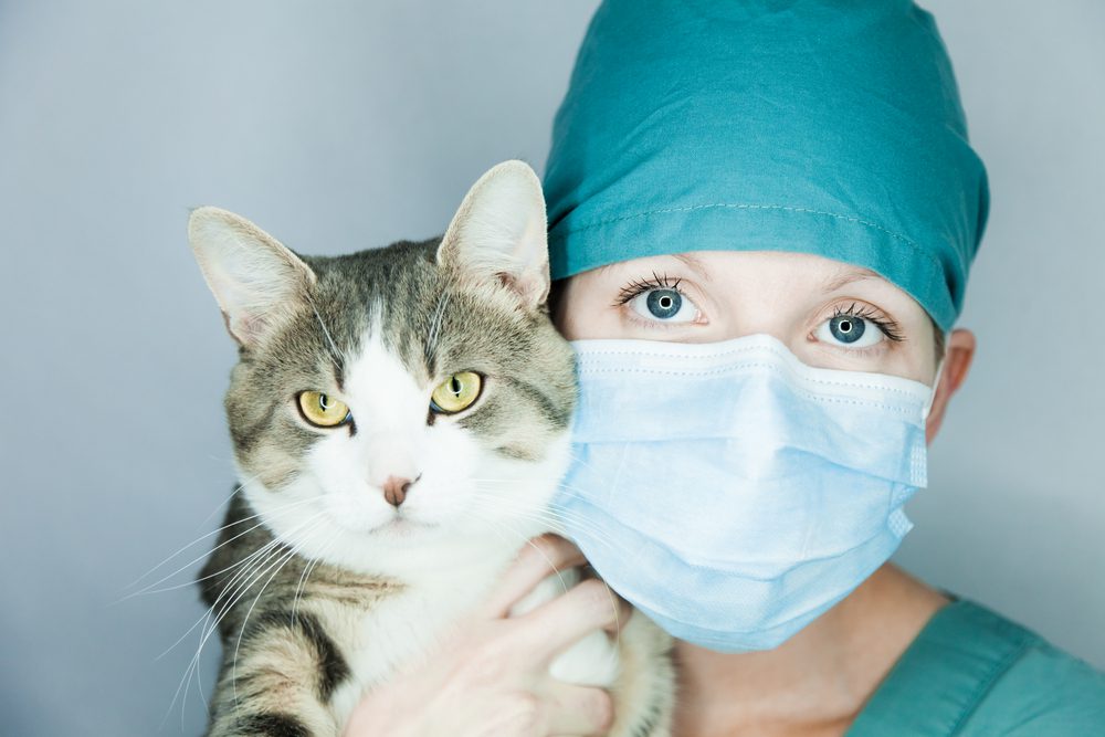 Confessions of a New Grad Vet