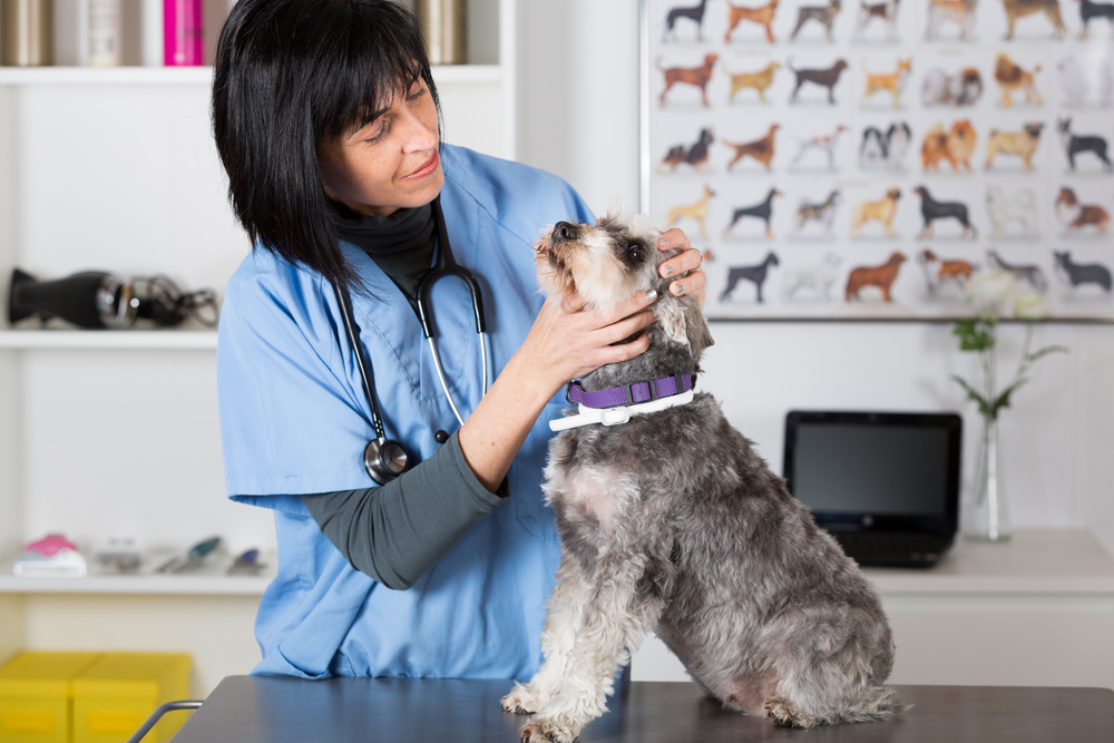 What do prospective employers look for in a new graduate veterinary ...