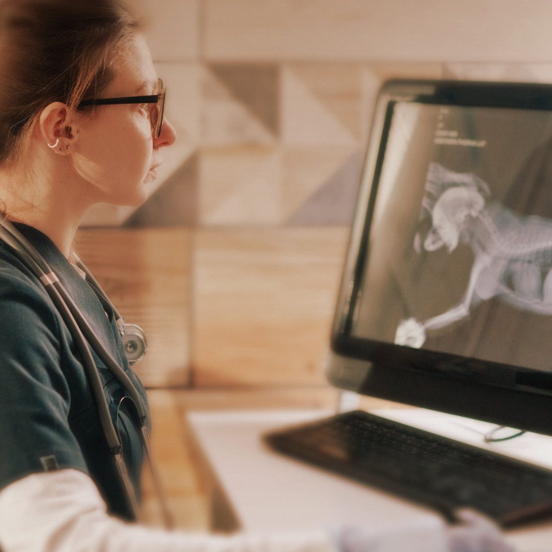 Veterinary CPD webinar - A Practical Guide to Thoracic Radiograph Interpretation for Veterinarians