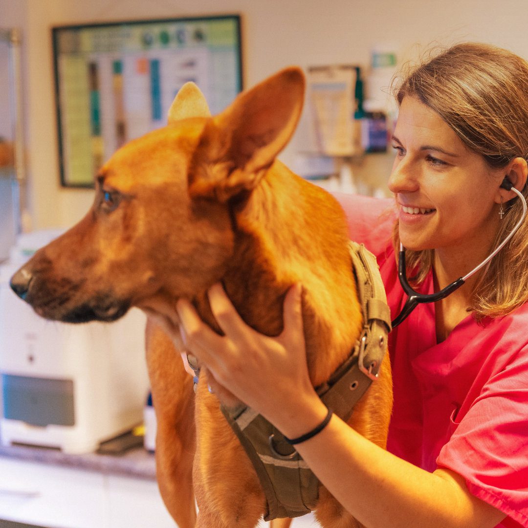 Understanding Heart Murmurs and Congestive Heart Failure in Dogs