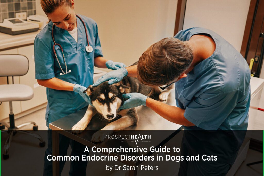 A Comprehensive Guide to Common Endocrine Disorders in Dogs and Cats by Dr Sarah Peters