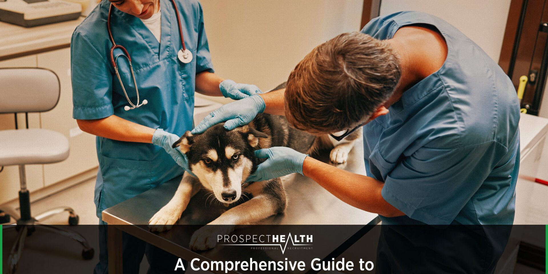 A Comprehensive Guide to Common Endocrine Disorders in Dogs and Cats by Dr Sarah Peters
