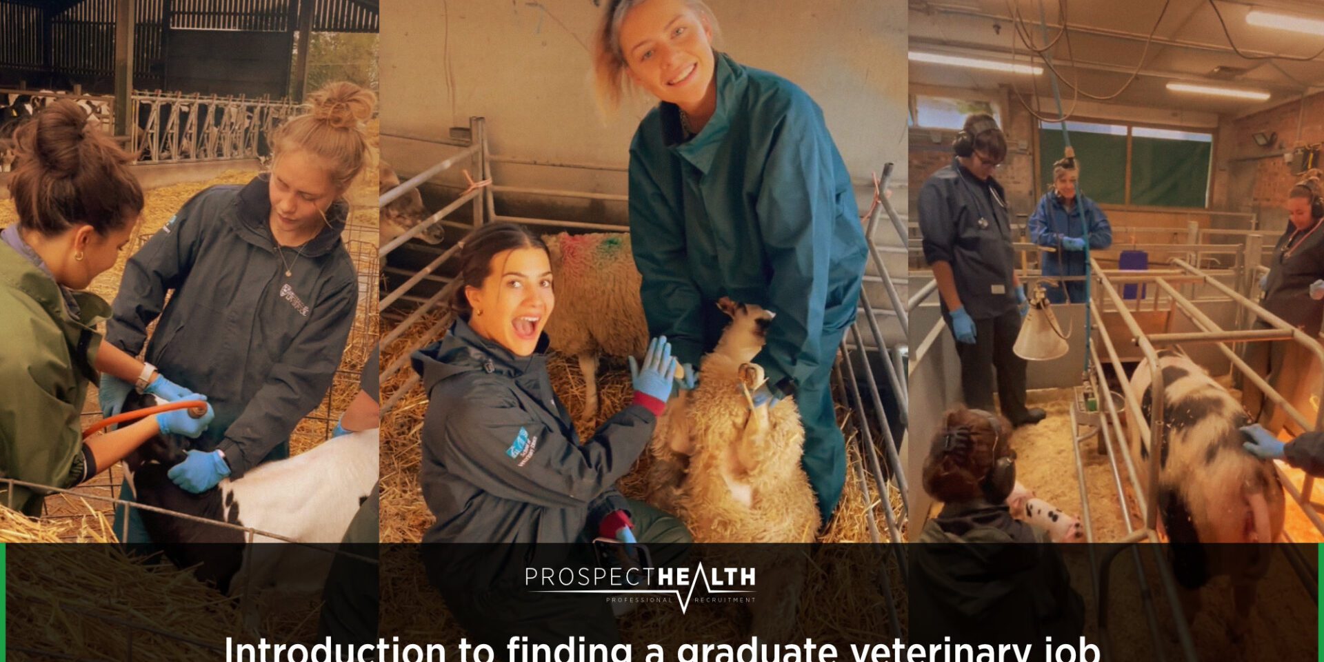 Anna Pill - Introduction to finding a graduate veterinary job