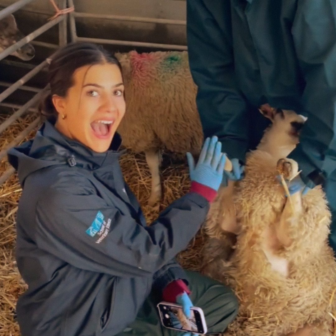 Anna Pill - Introduction to finding a graduate veterinary job
