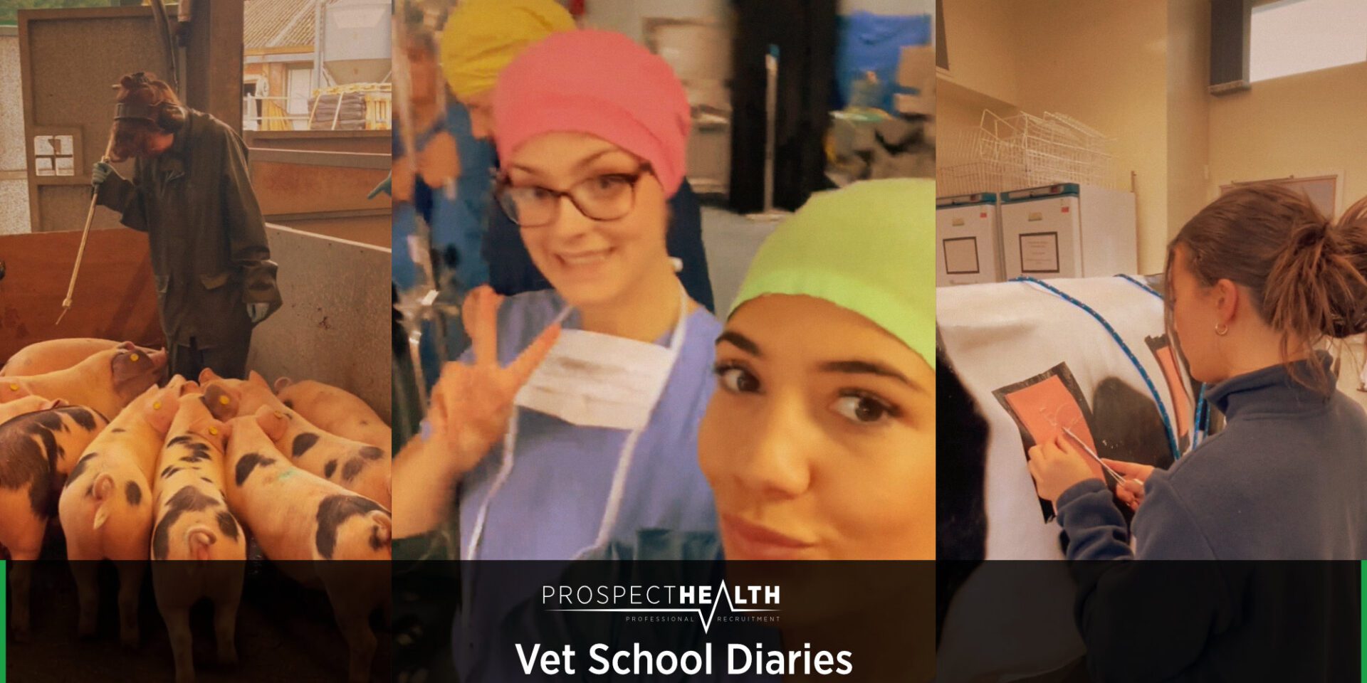 Vet School Diaries – The vet graduate job search