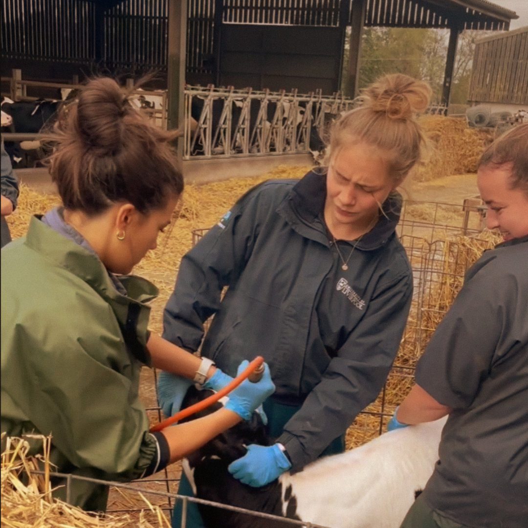 Vet School Diaries – The vet graduate job search