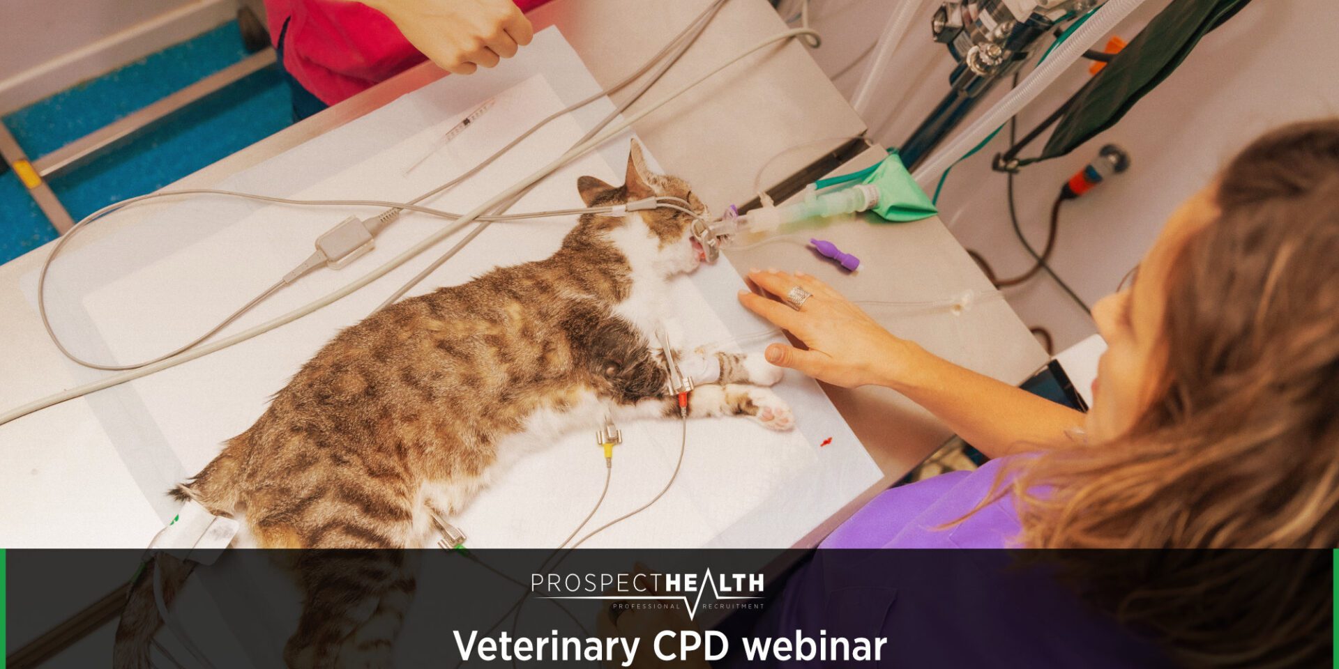 Feline Cardiology Basics: Key Clinical Takeaways for Veterinary Students