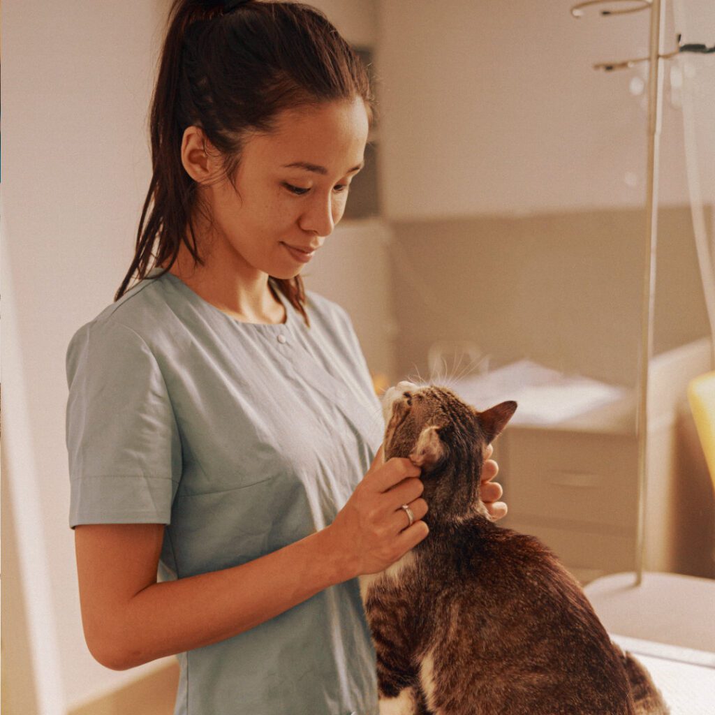 Feline Cardiology Basics: Key Clinical Takeaways for Veterinary Students