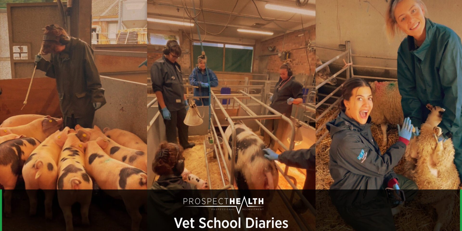 Vet School Diaries - Veterinary Graduate Job Search
