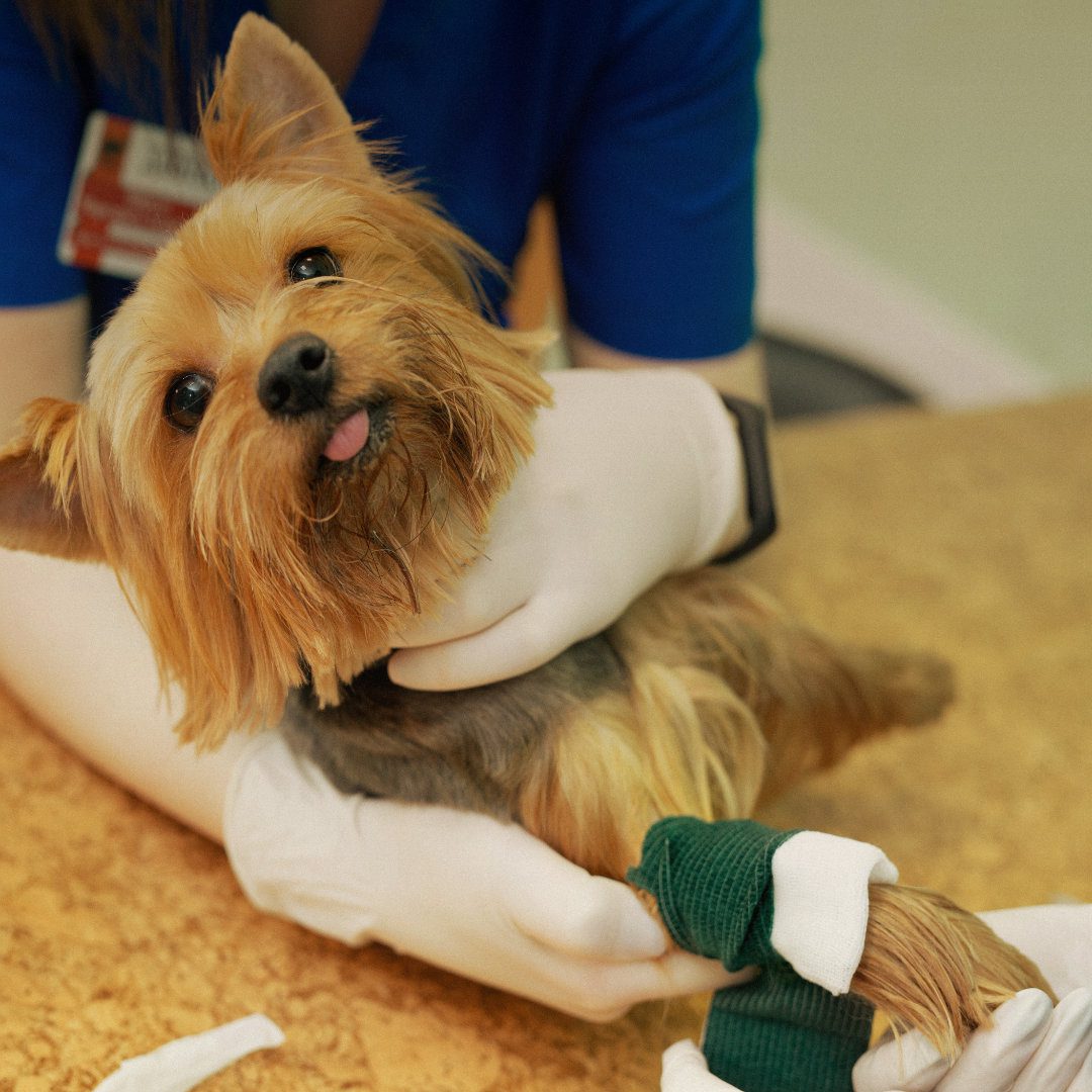 Vet School Diaries - Veterinary Graduate Job Search