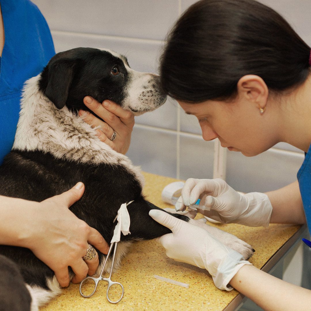 Vet School Diaries - Veterinary Graduate Job Search