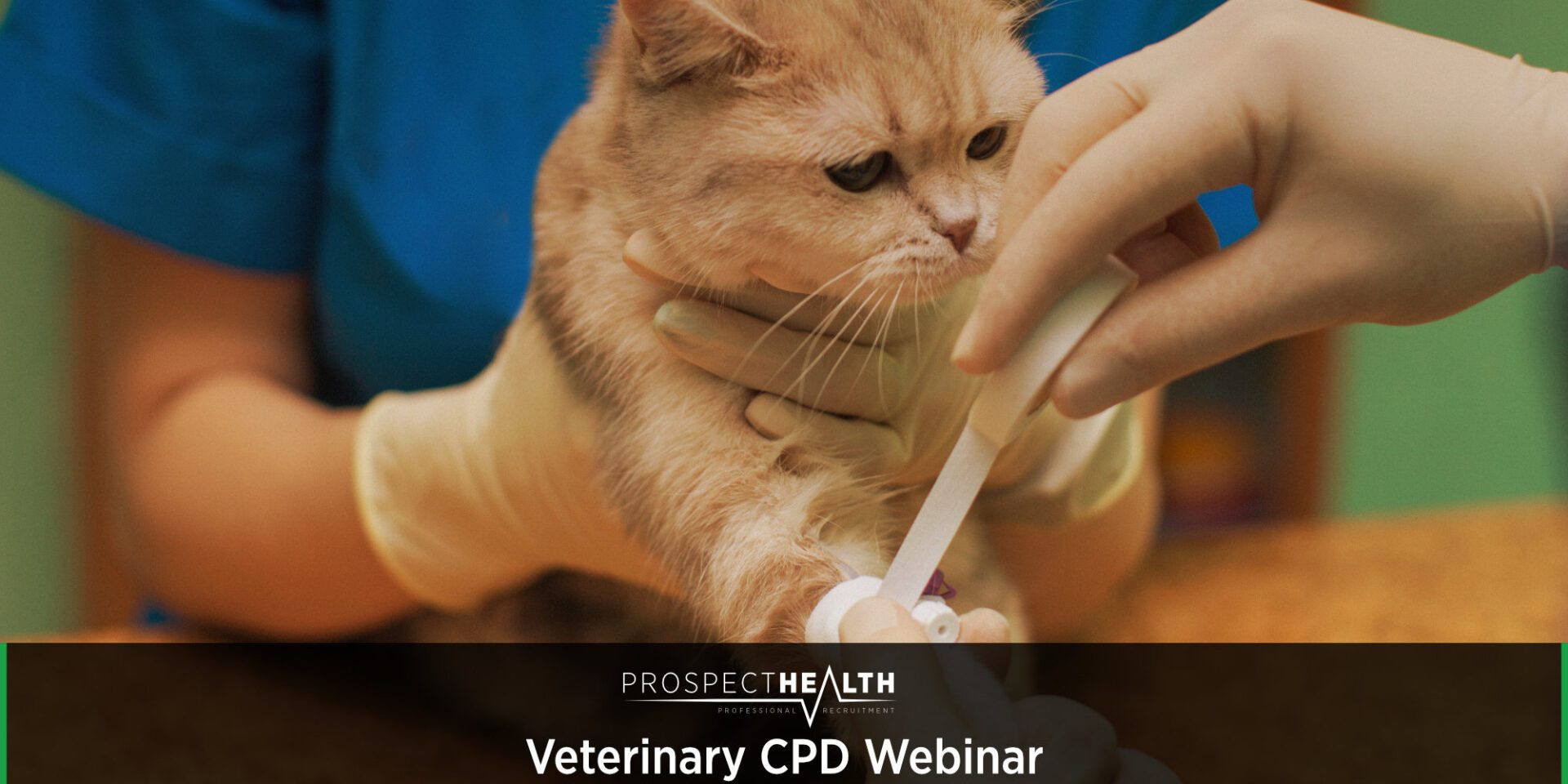 Understanding Antimicrobial Medications: Key Takeaways from Dr. Sarah Peters’ Veterinary CPD Webinar