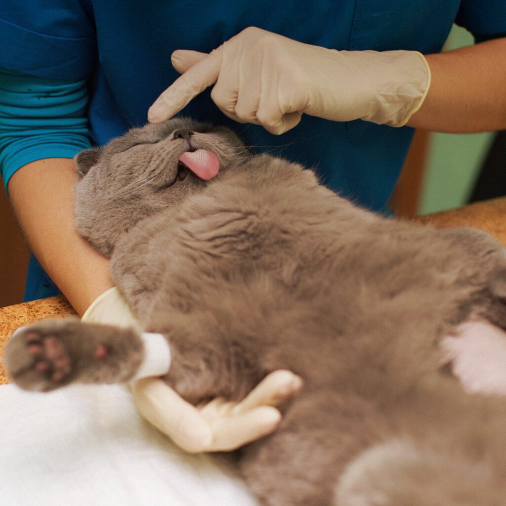 Understanding Antimicrobial Medications: Key Takeaways from Dr. Sarah Peters’ Veterinary CPD Webinar