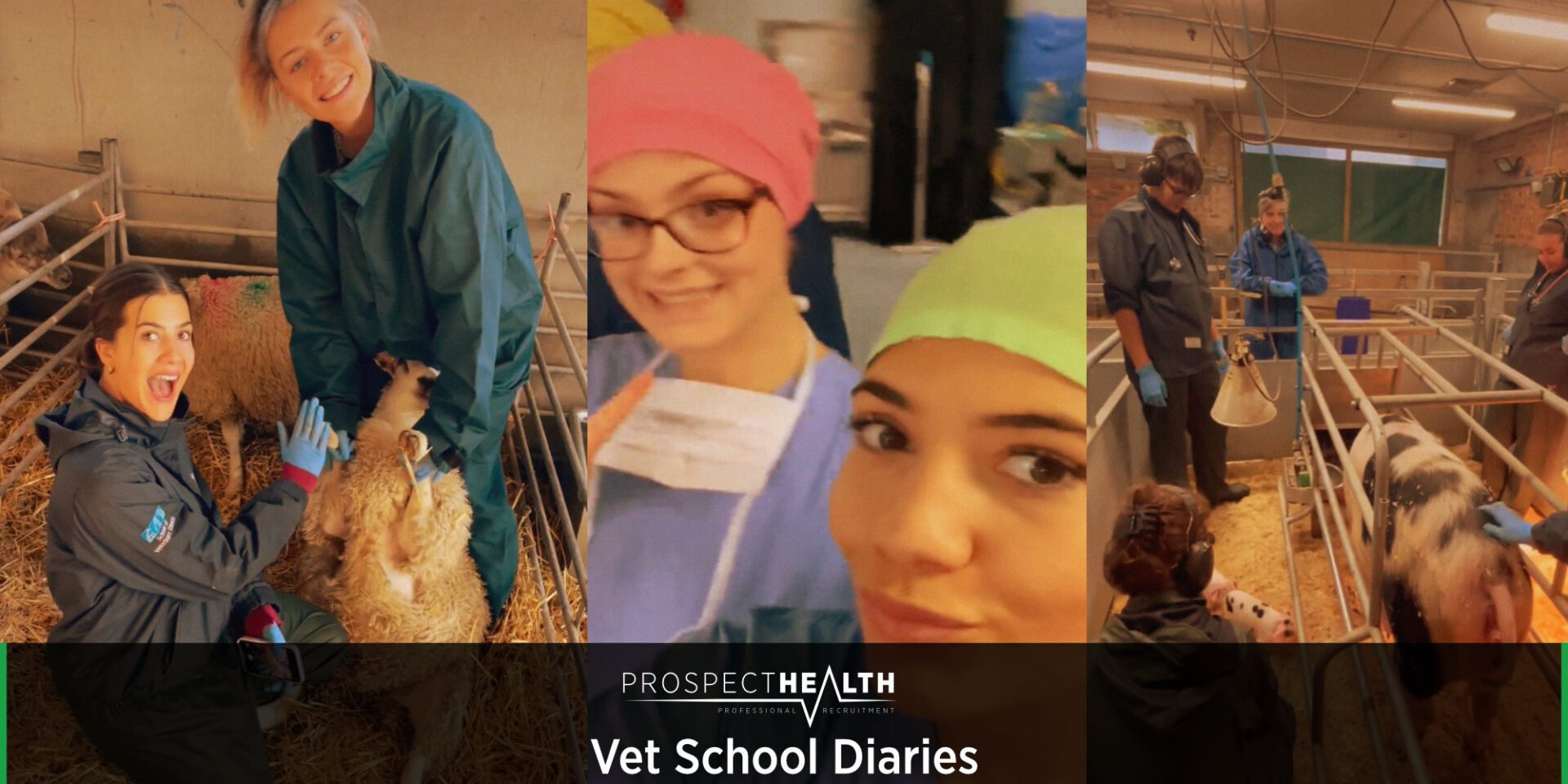 Veterinary Graduate Job Search: Putting yourself out there & making connections