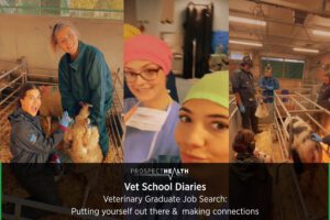 Veterinary Graduate Job Search: Putting yourself out there & making connections