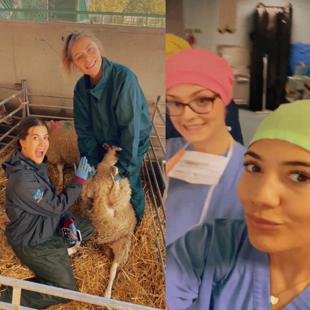 Veterinary Graduate Job Search: Putting yourself out there & making connections