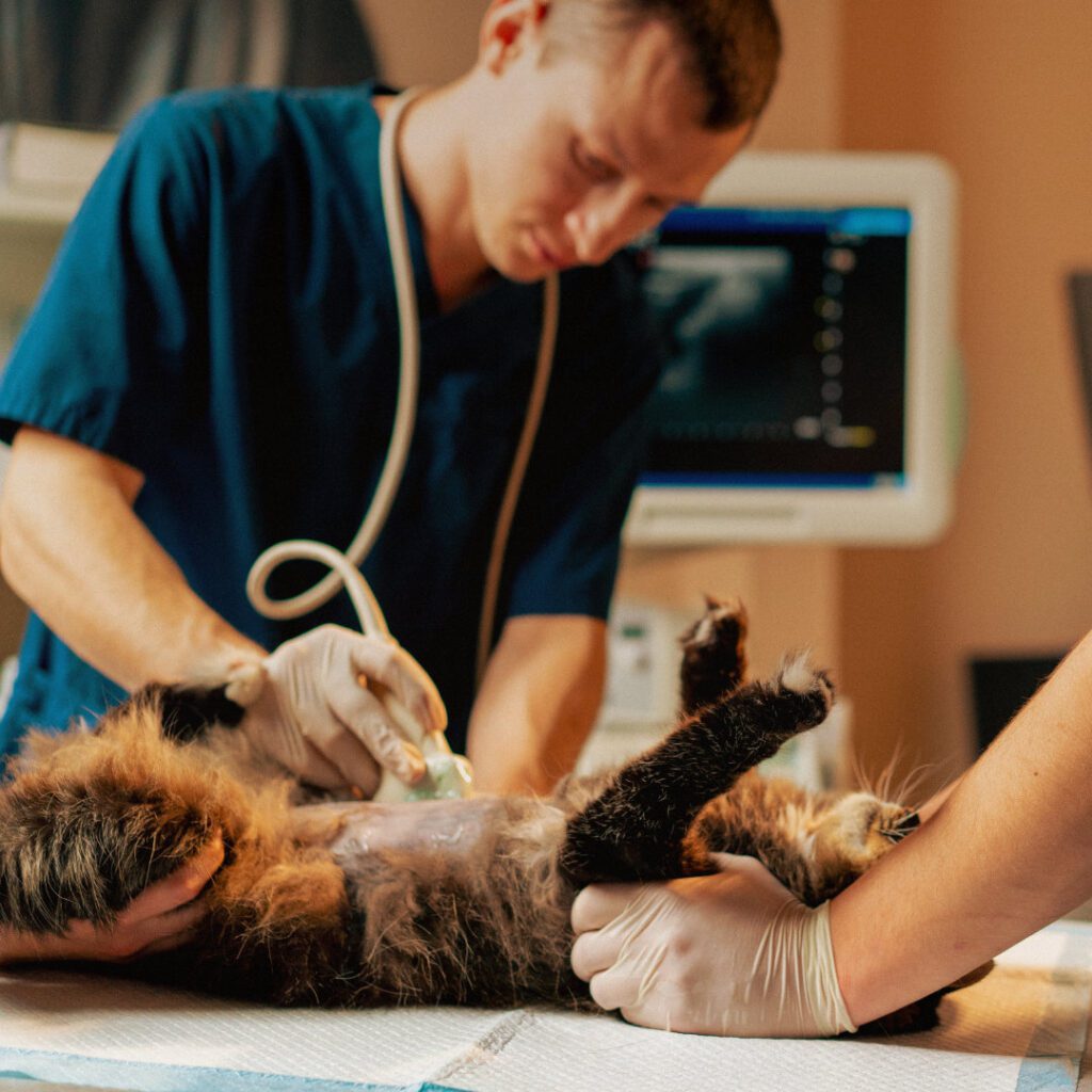 An Introduction to Veterinary Surgical Oncology