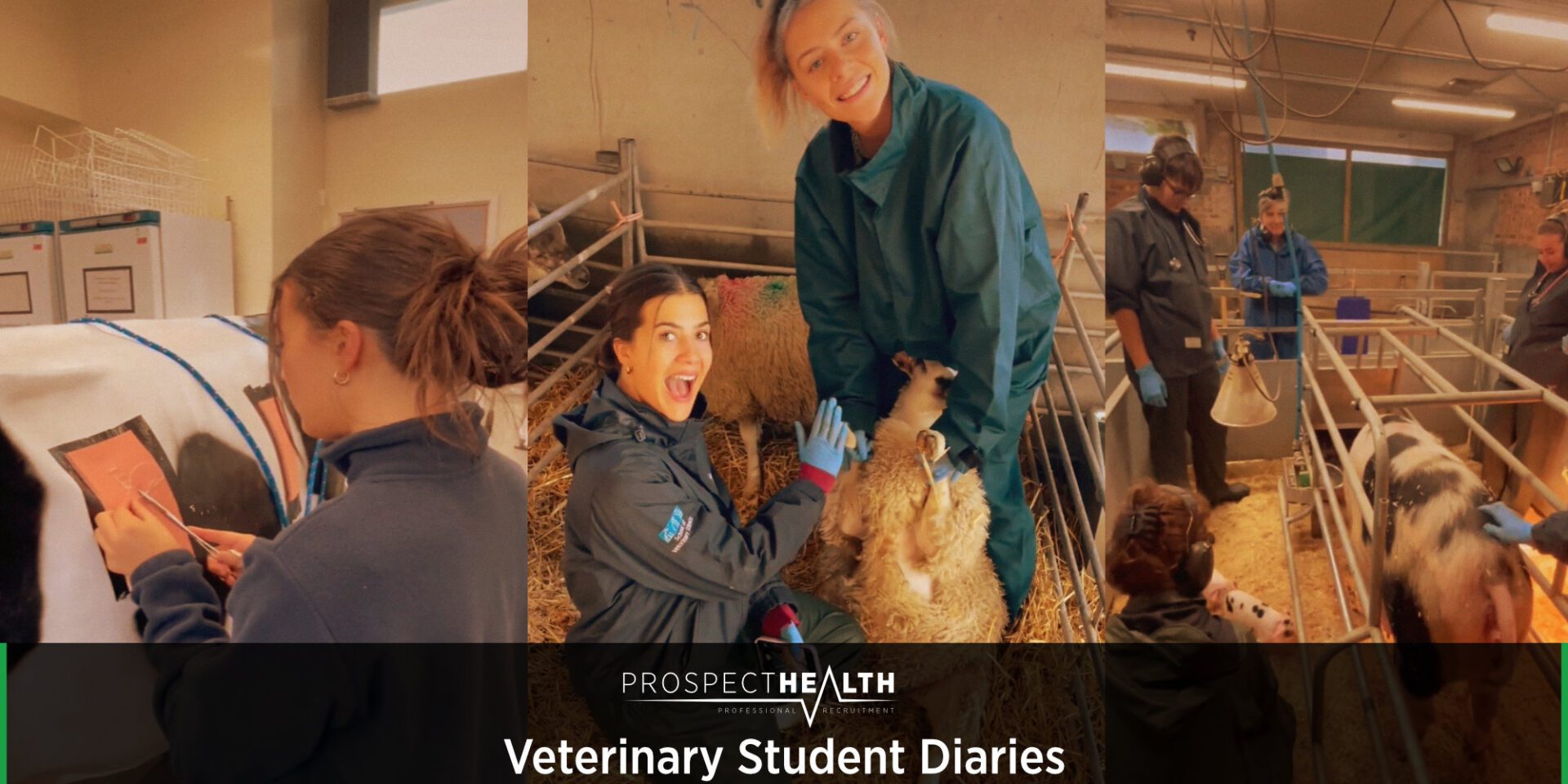 Veterinary Student Diaries - Applying for your first Vet Job - Utilise the Matchmakers: Get Connected With Recruiters