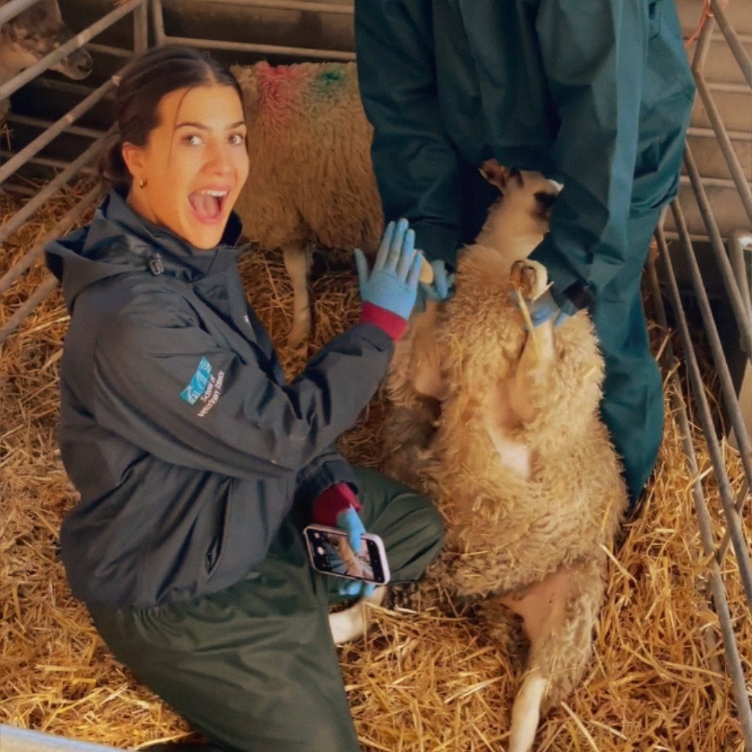 Veterinary Student Diaries - Applying for your first Vet Job - Utilise the Matchmakers: Get Connected With Recruiters