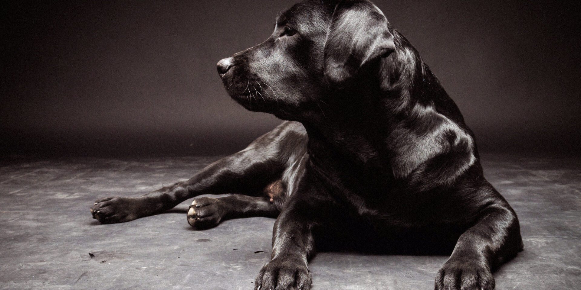 Veterinary CPD webinars – learn on demand