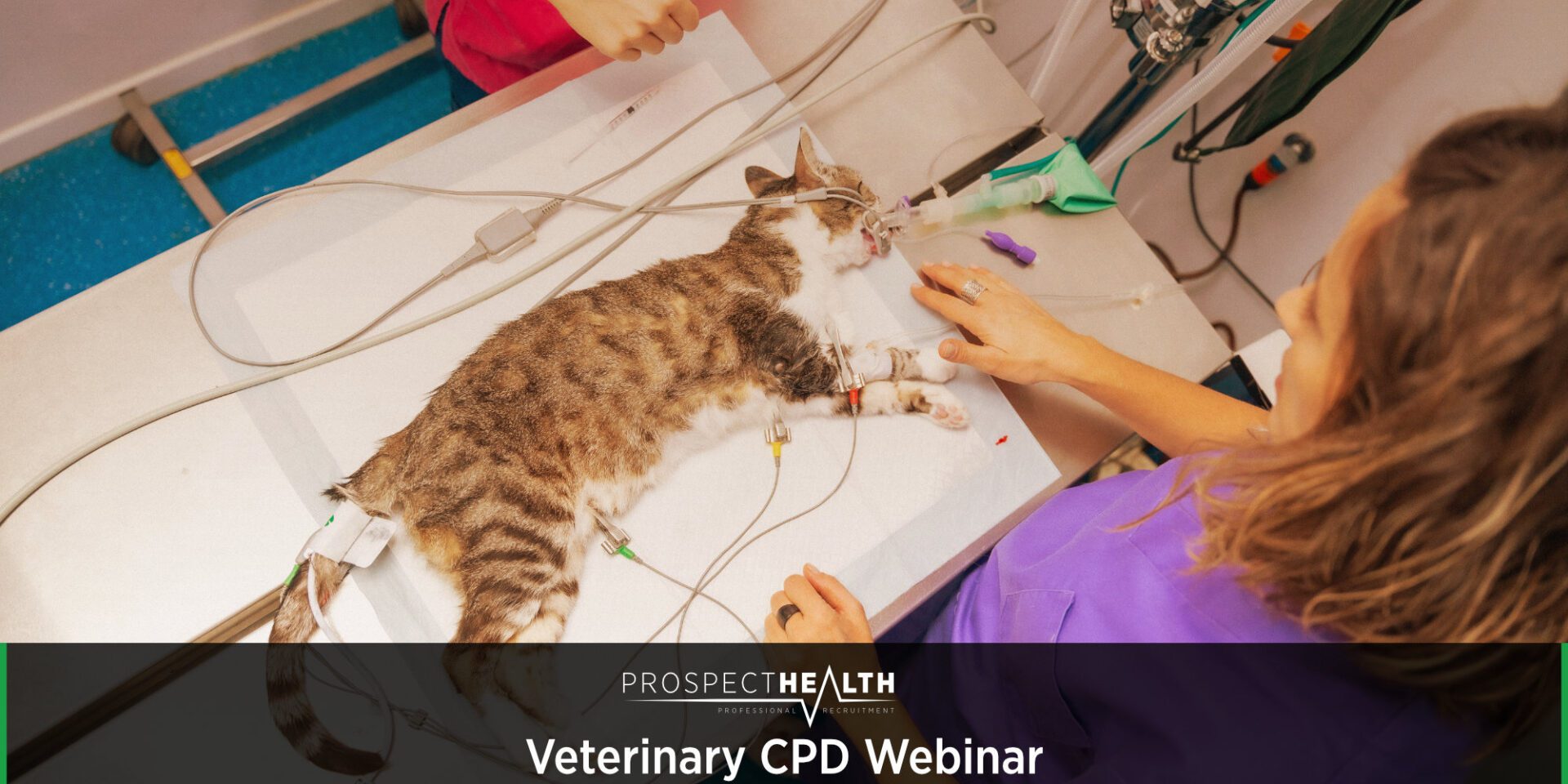 Veterinary CPD Webinar - Understanding Polyuria–Polydipsia (PU/PD) in Companion Animals