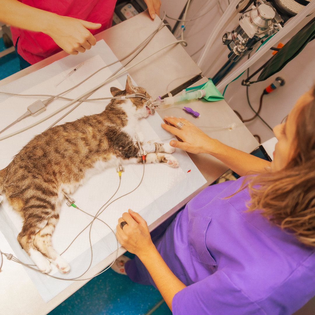 Veterinary CPD Webinar - Understanding Polyuria–Polydipsia (PU/PD) in Companion Animals