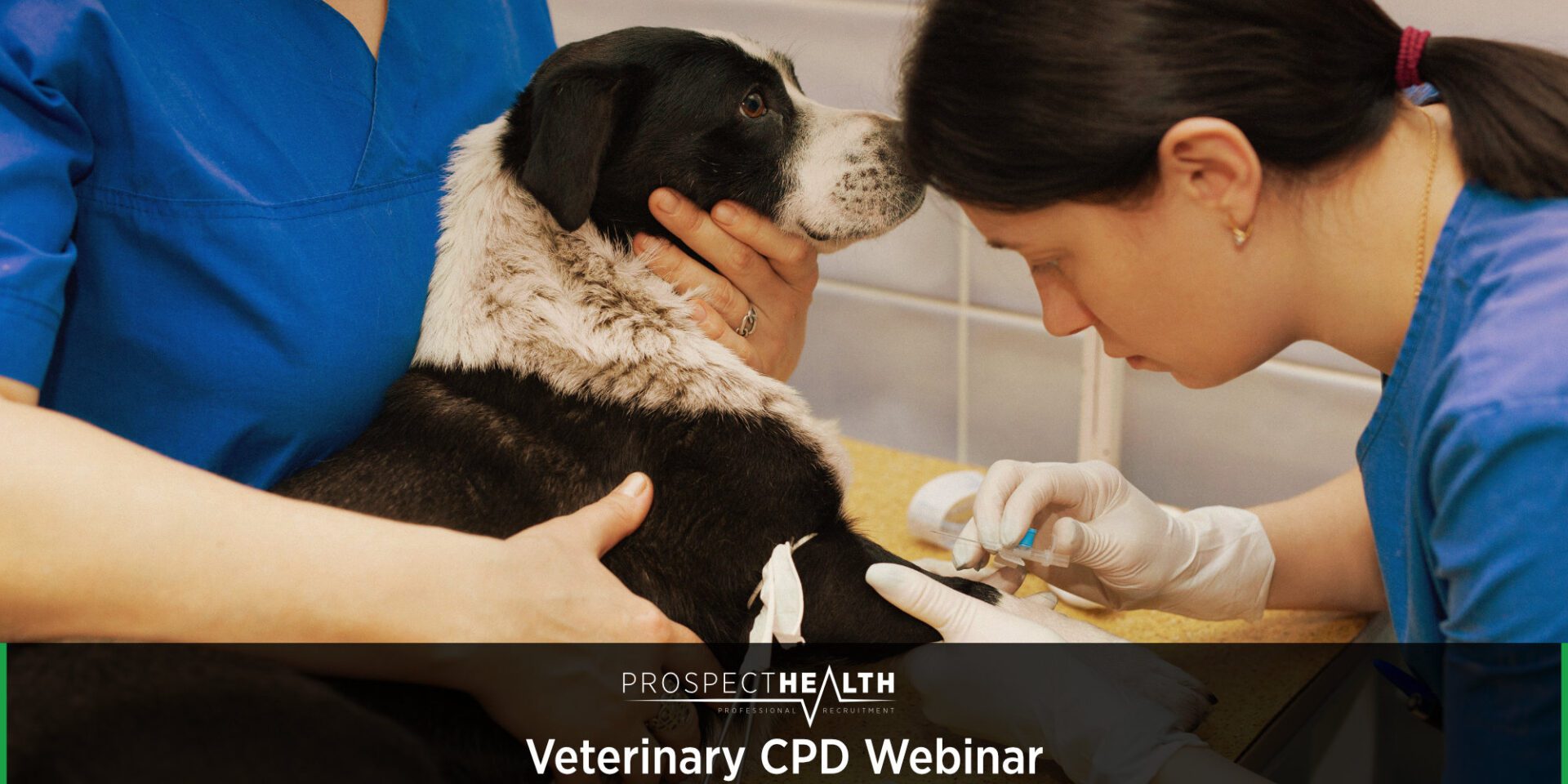 Veterinary CPD Webinar - Practical Canine Cardiology for New-Graduate Vets in Small-Animal Practice
