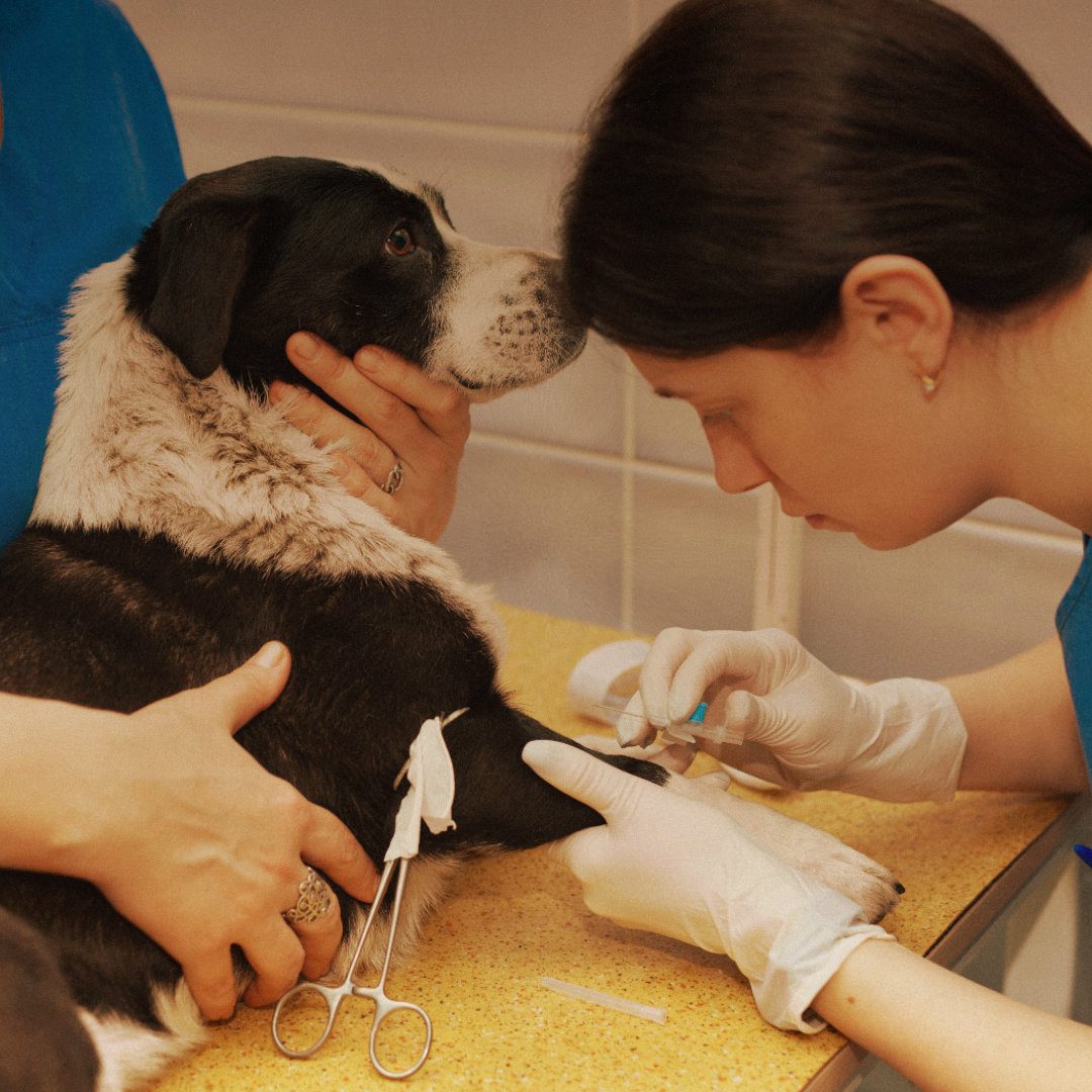 Veterinary CPD Webinar - Practical Canine Cardiology for New-Graduate Vets in Small-Animal Practice