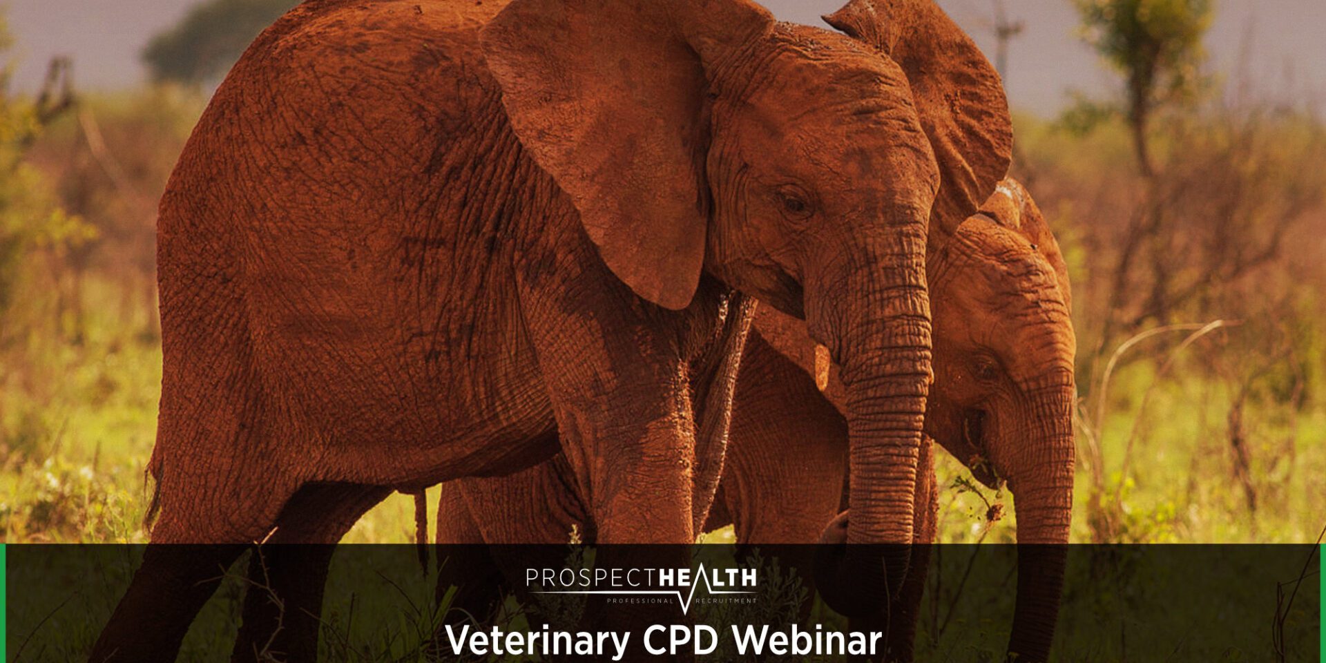 Veterinary CPD Webinar - Conservation Science, Wildlife Translocations and Thriving in Zoological Medicine