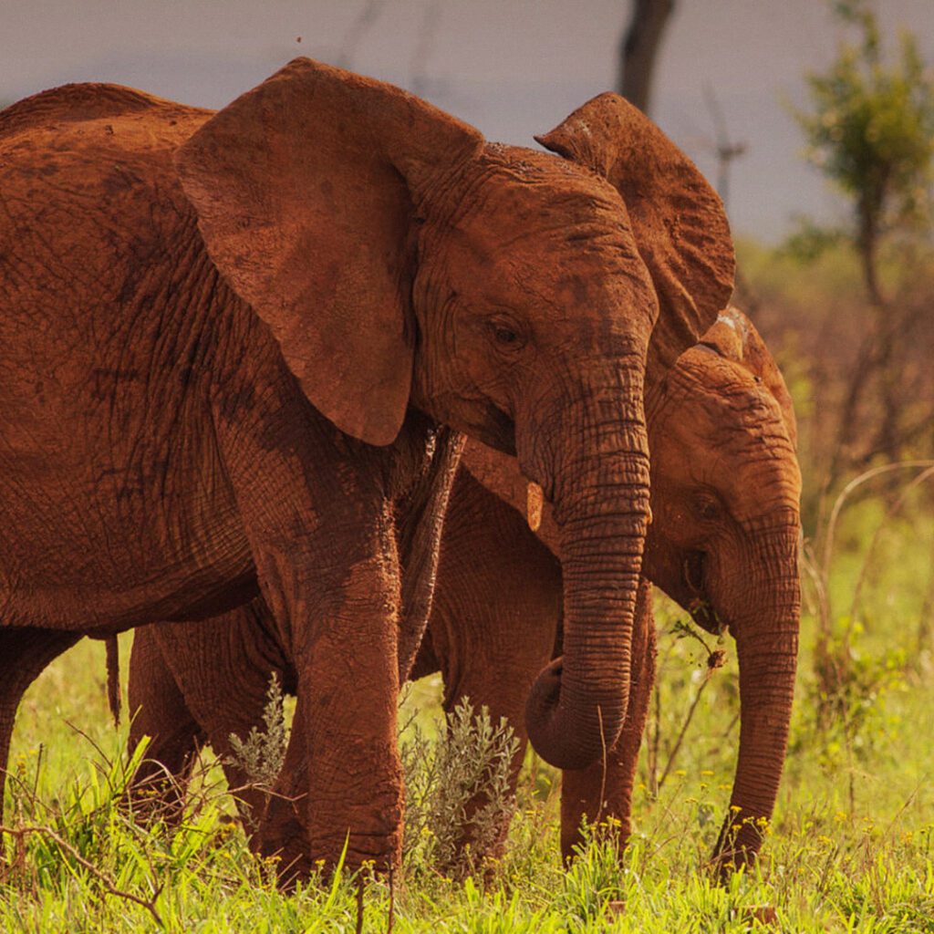 Veterinary CPD Webinar - Conservation Science, Wildlife Translocations and Thriving in Zoological Medicine