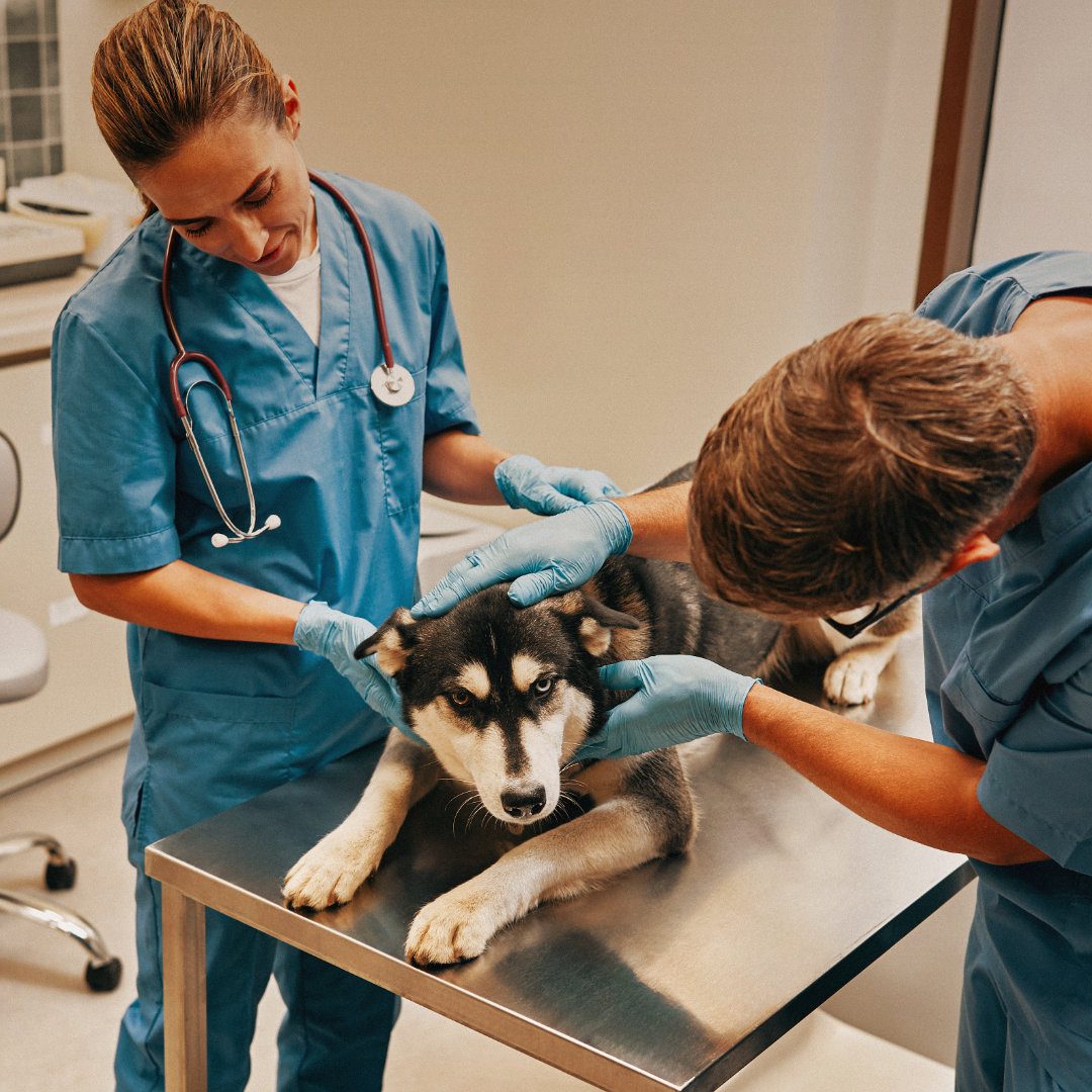 Diabetic Ketoacidosis in Dogs and Cats: Key Learning for Vet Students