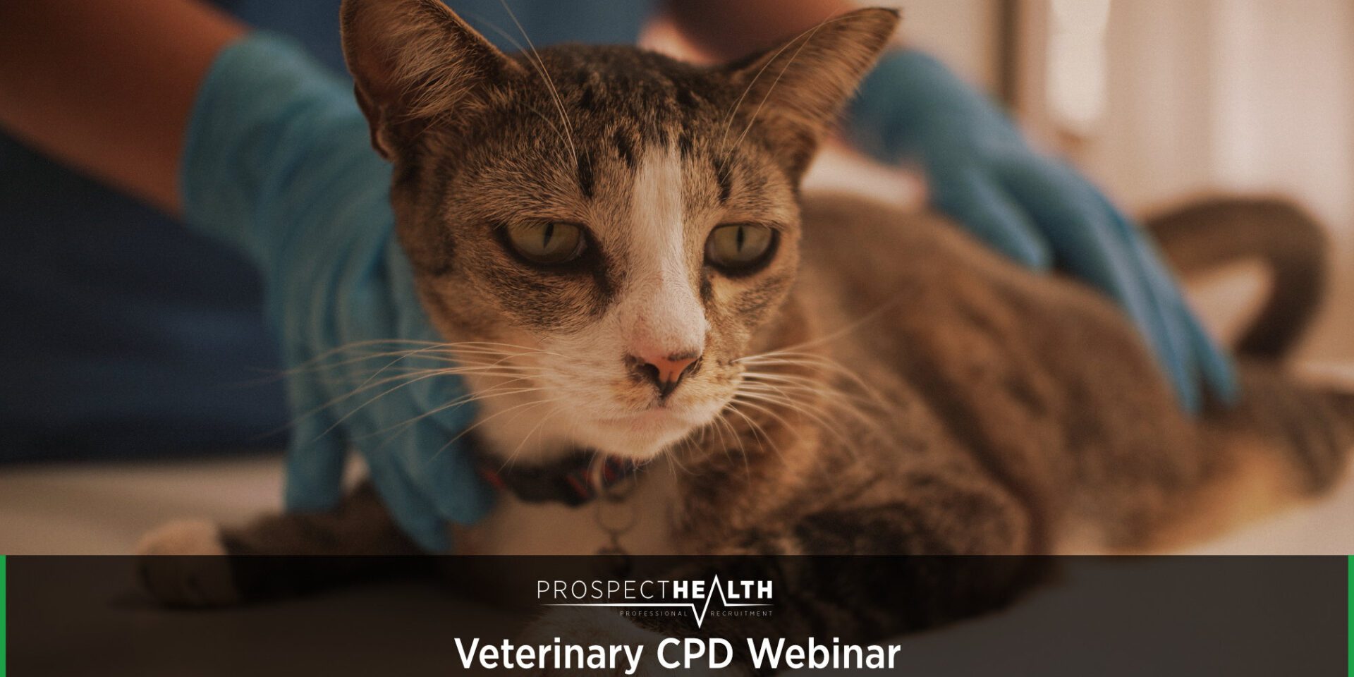 Veterinary CPD Webinar - Hypothyroidism in Dogs and Cats: Key Insights for Clinical Practice