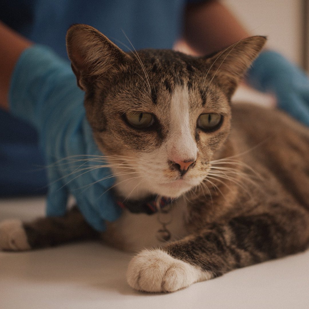 Veterinary CPD Webinar - Hypothyroidism in Dogs and Cats: Key Insights for Clinical Practice