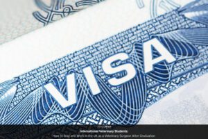 International Veterinary Students: How to Stay and Work in the UK as a Veterinary Surgeon After Graduation