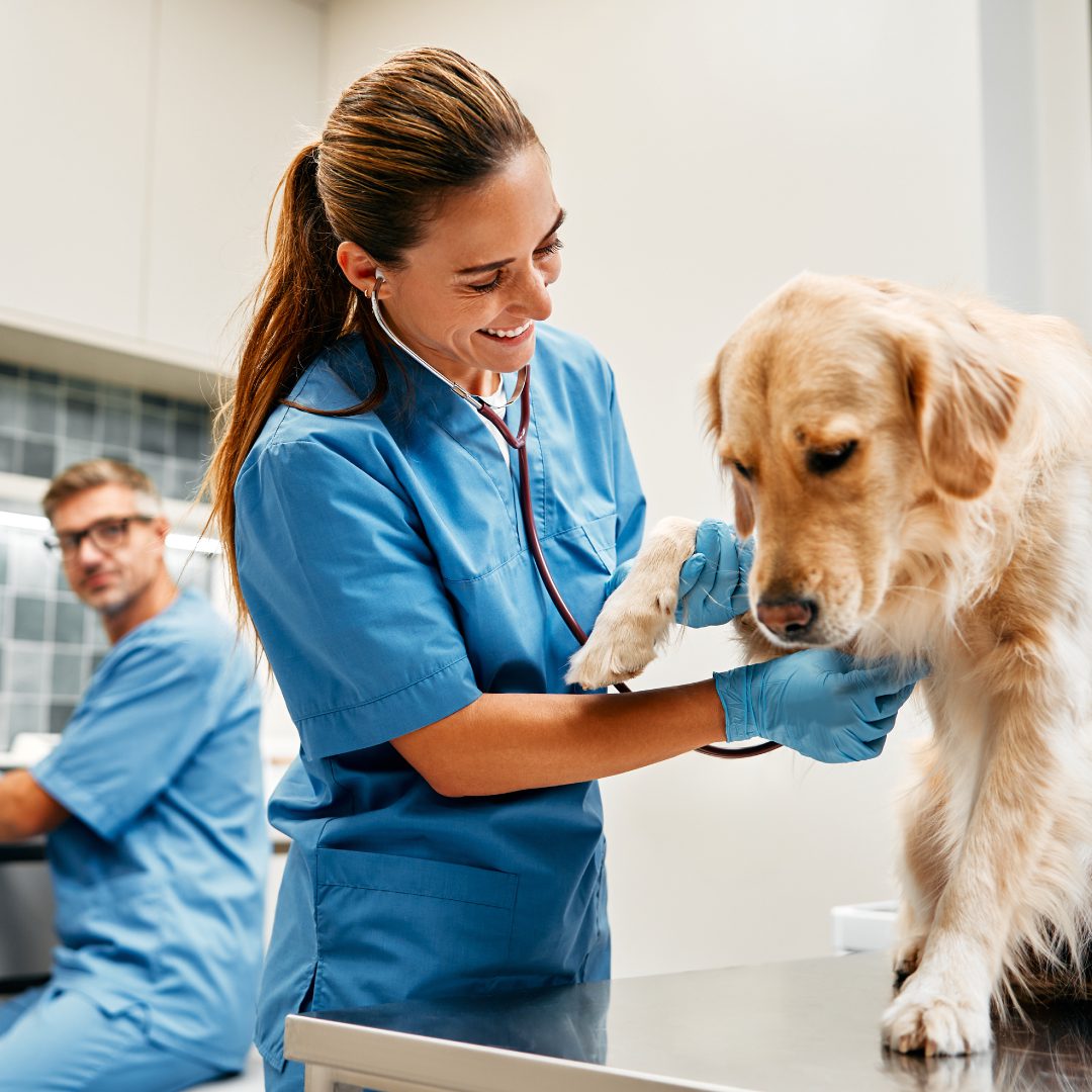 Rabies: A Must-Know for Vet Students & New Grads