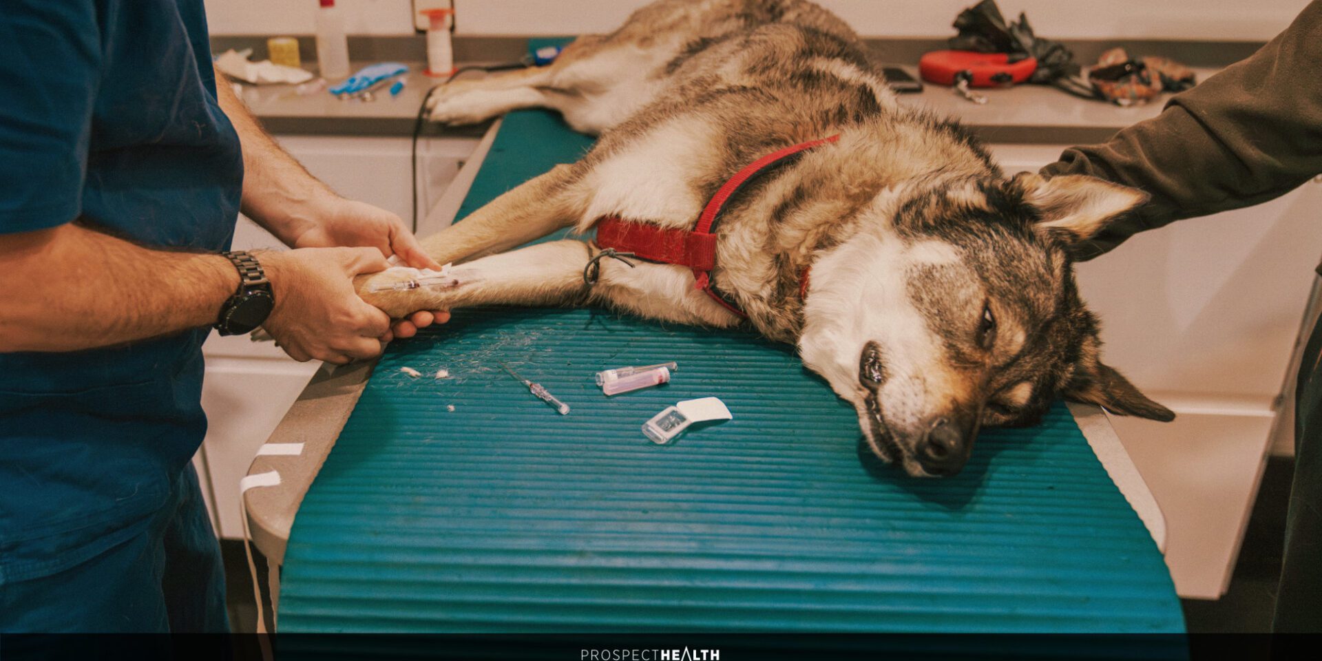 Canine Osteoarthritis: A webinar for Vet Students and Newly Qualified Vets