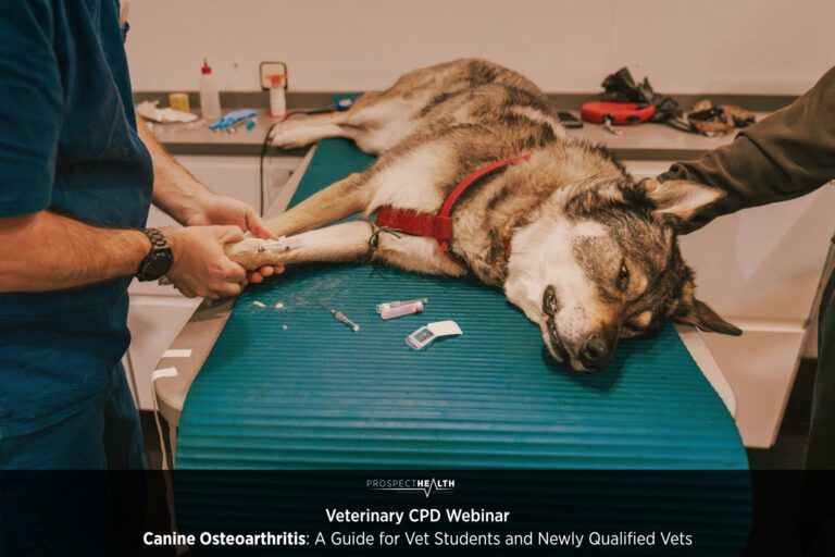 Canine Osteoarthritis: A webinar for Vet Students and Newly Qualified Vets