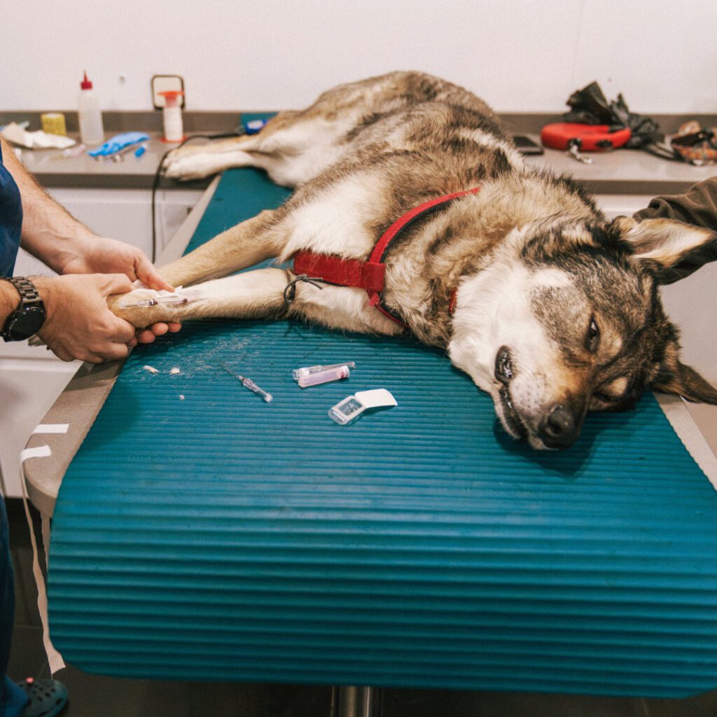 Canine Osteoarthritis: A webinar for Vet Students and Newly Qualified Vets