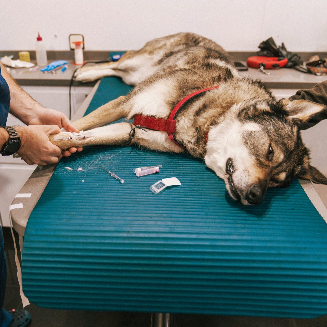Canine Osteoarthritis: A webinar for Vet Students and Newly Qualified Vets