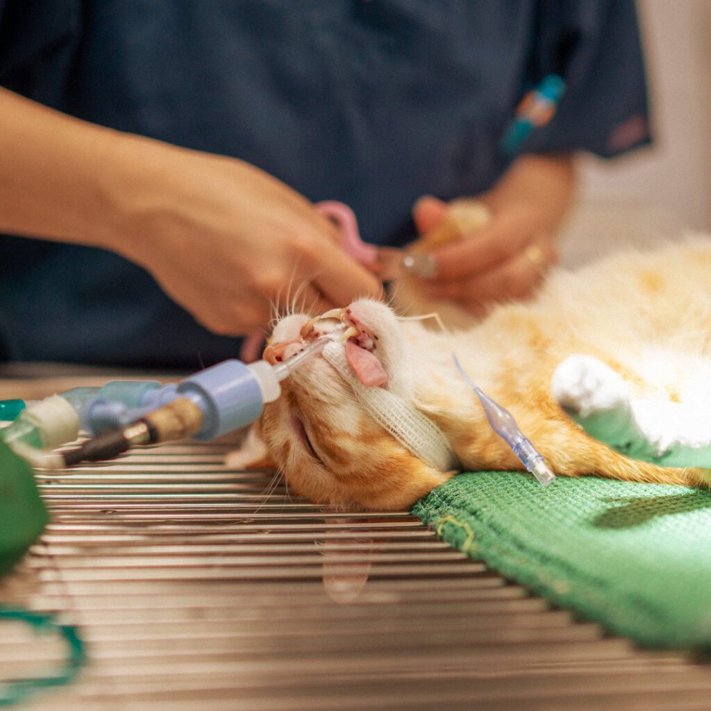 Monitoring General Anaesthesia: What You Actually Need to Know