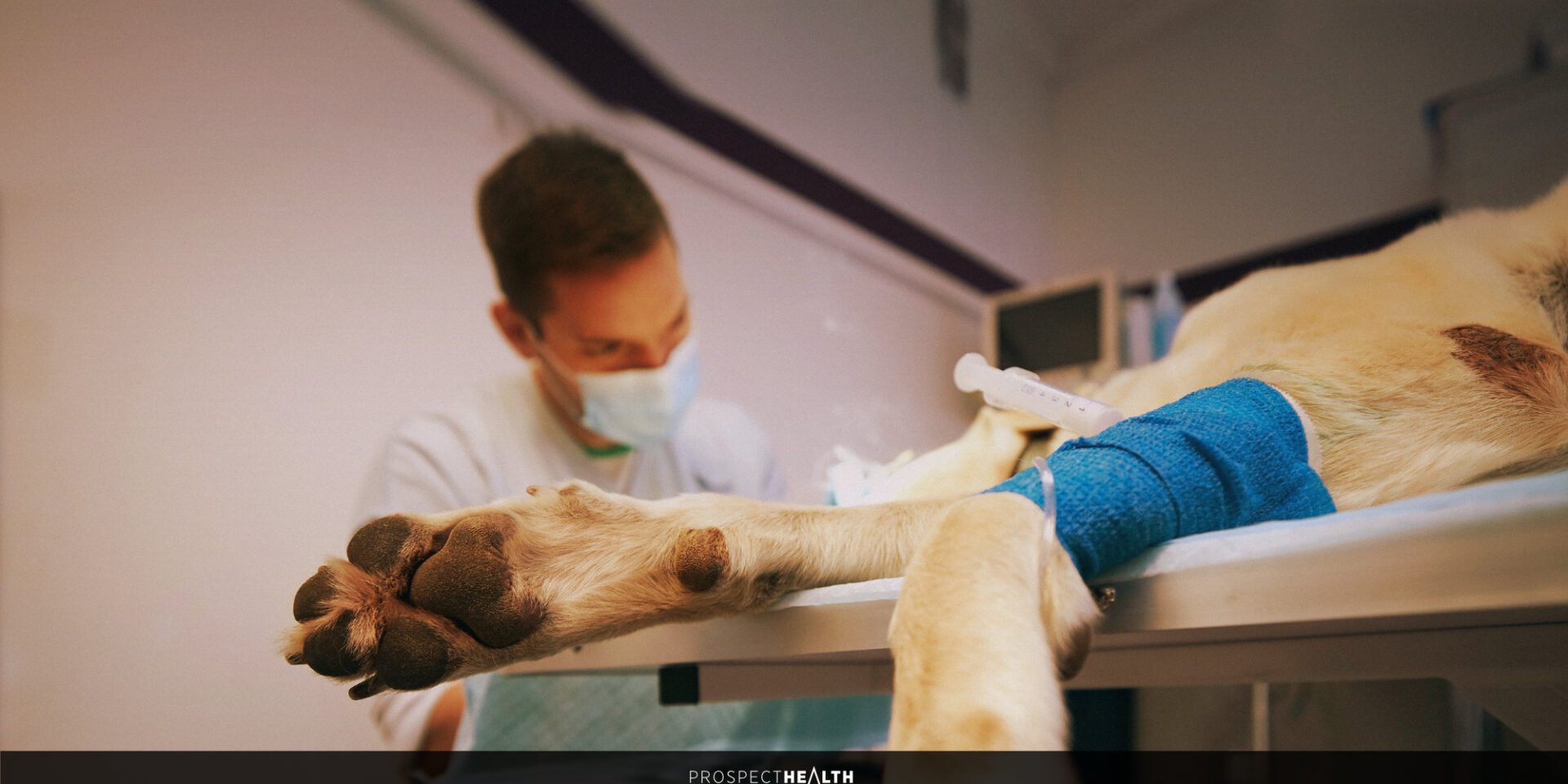 Spectrum of Care: A Practical Approach for Vet Students and Newly Qualified Vets