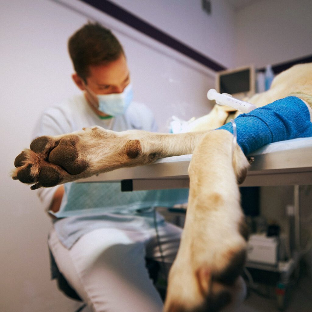 Spectrum of Care: A Practical Approach for Vet Students and Newly Qualified Vets