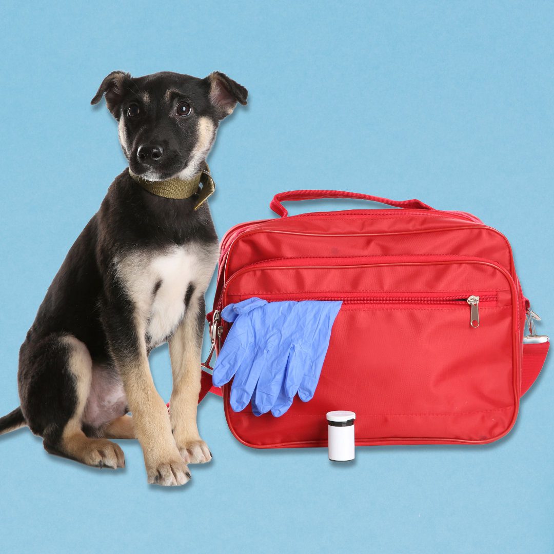 What Equipment Do I Need for Vet School? A Vet Student’s Essential Kit List
