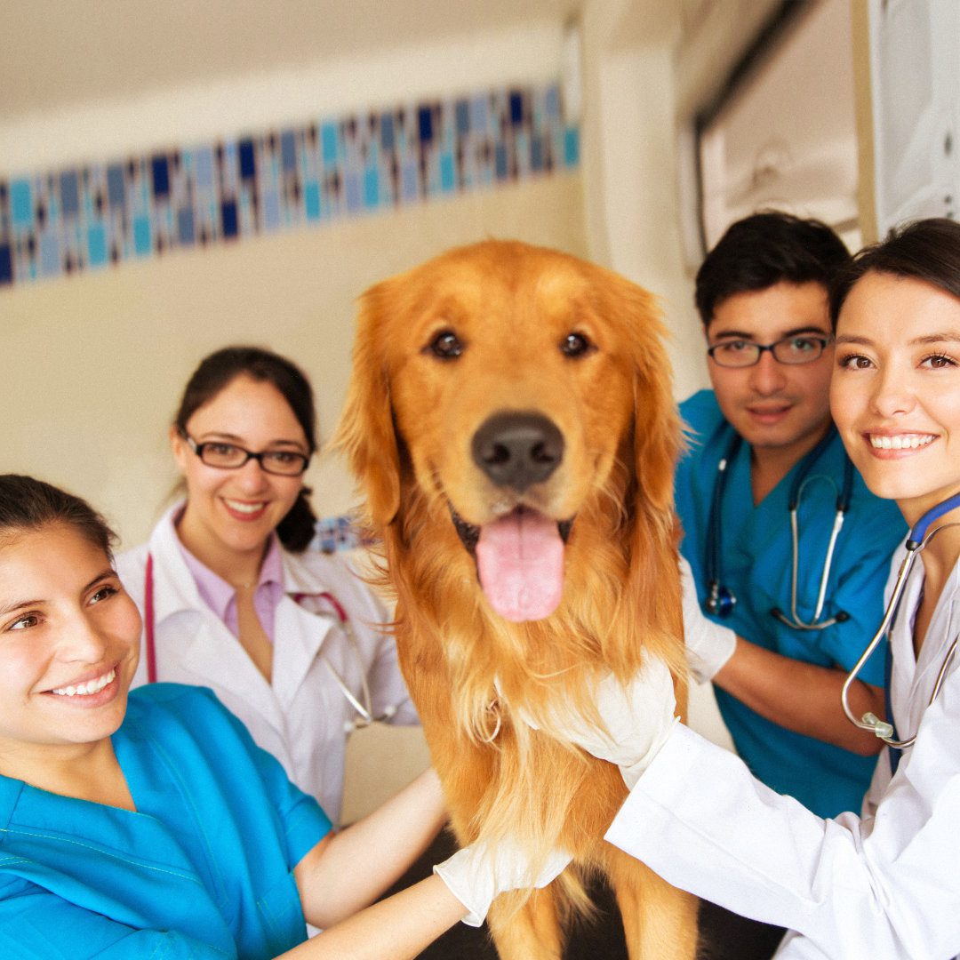 What Equipment Do I Need for Vet School? A Vet Student’s Essential Kit List