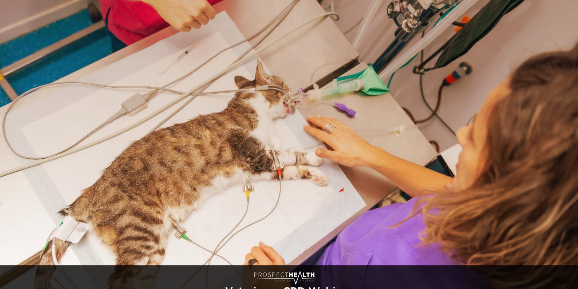 Local Anaesthetics in Veterinary Practice: A Practical Guide for Veterinary Students and New Graduates