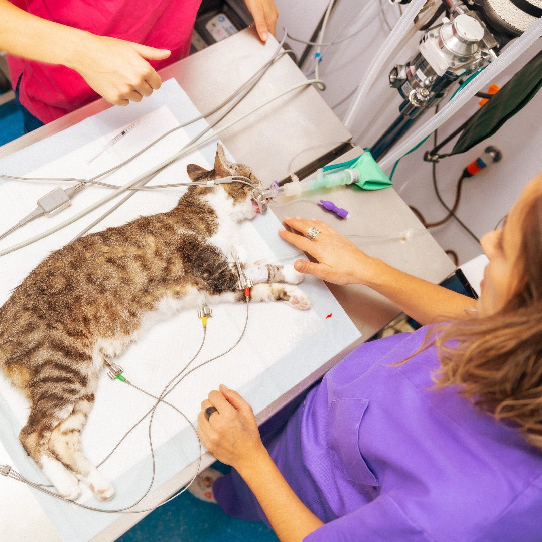 Local Anaesthetics in Veterinary Practice: A Practical Guide for Veterinary Students and New Graduates
