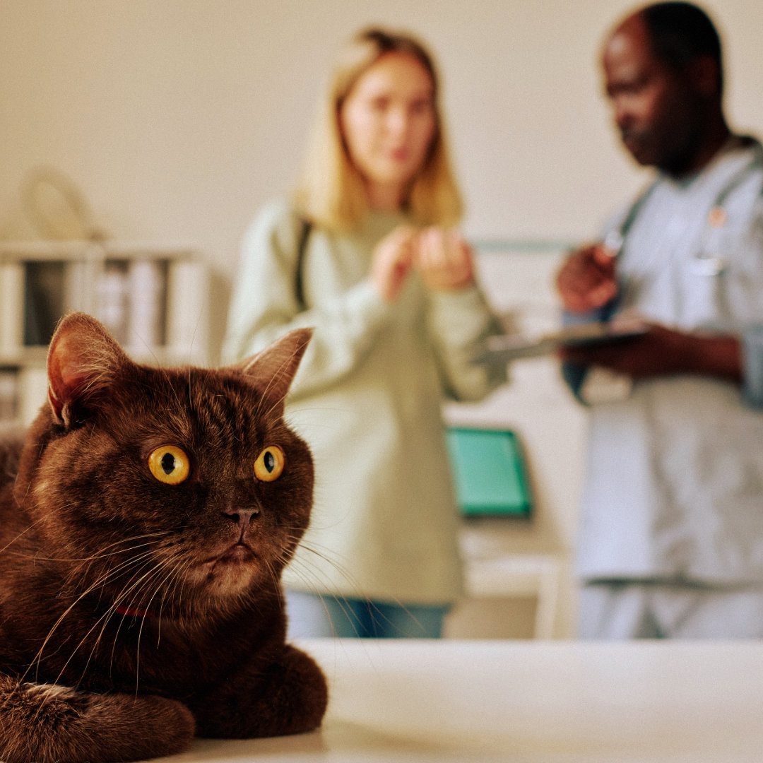 Veterinary Communication Skills: 7 Techniques Every Vet Should Master